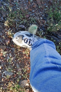 March 14, 2008<br>A hazard of the desert.  'Jumping' cholla cactus stuck in my foot.