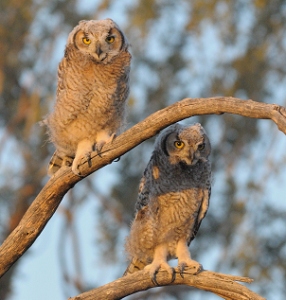 April 23, 2009<br>North Phoenix, AZ<br>Two juvenile Great Horned Owls