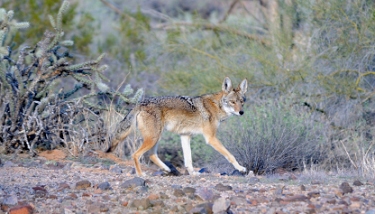 January 16, 2011<br>North Phoenix, AZ<br>Wily Coyote