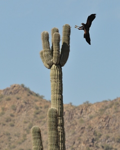 April 3, 2011<br>North Phoenix, AZ<br>Harris Hawk