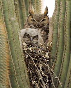April 6, 2011<br>North Phoenix, AZ<br>Great Horned Owls