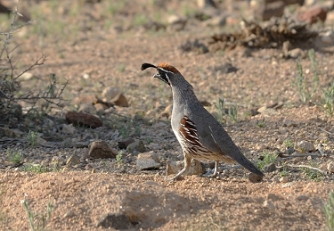 April 7, 2011<br>North Phoenix, AZ<br>Gambel's quail