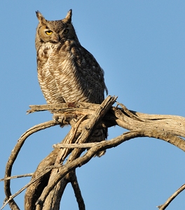 April 11, 2011<br>North Phoenix, AZ<br>Great Horned Owl
