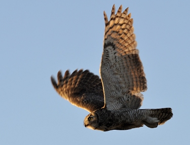 April 12, 2011<br>North Phoenix, AZ<br>Great Horned Owl