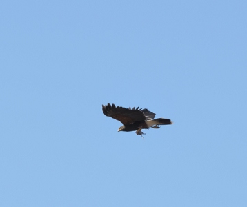 April 21, 2011<br>North Phoenix, AZ<br>Harris Hawk carrying a pack rat