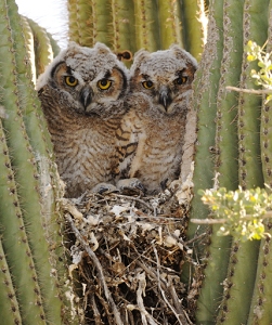 April 21, 2011<br>North Phoenix, AZ<br>Great Horned Owls