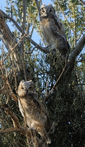 April 27, 2011<br>North Phoenix, AZ<br>Great Horned Owls