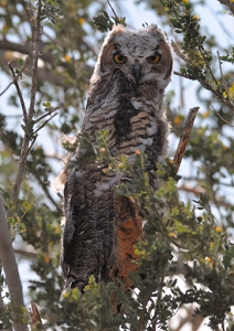 May 1, 2011<br>North Phoenix, AZ<br>Great Horned Owls
