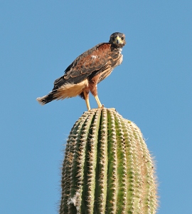 May 1, 2011<br>North Phoenix, AZ<br>Harris Hawk