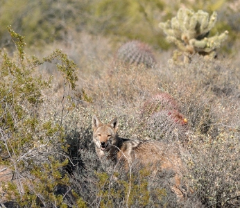 May 1, 2011<br>North Phoenix, AZ<br>Coyote