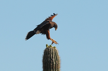 May 1, 2011<br>North Phoenix, AZ<br>Harris Hawk