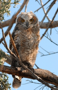 May 1, 2011<br>North Phoenix, AZ<br>Great Horned Owl