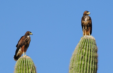 May 4, 2011<br>North Phoenix, AZ<br>Harris Hawks