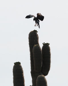 May 4, 2011<br>North Phoenix, AZ<br>Harris Hawk