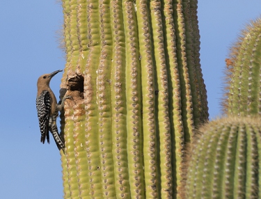 May 4, 2011<br>North Phoenix, AZ<br>Flicker feeding chicks in nest