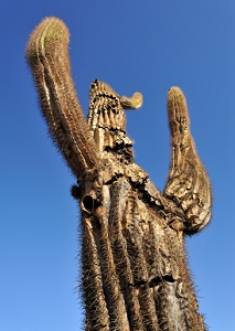 November 14, 2011<br>North Phoenix, AZ<br>Dead Saguaro cactus