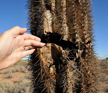 November 14, 2011<br>North Phoenix, AZ<br>Dead Saguaro cactus