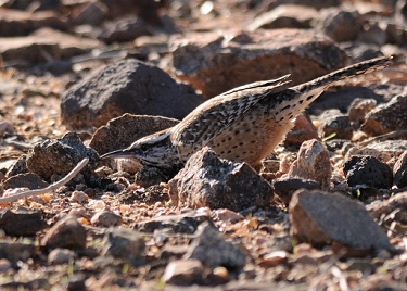 November 14, 2011<br>(Cactus wren hunting by tipping rocks over.  See next picture.)