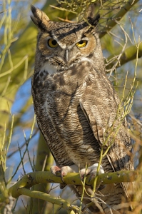 January 25, 2012<br>North Phoenix, AZ<br>Great Horned Owl