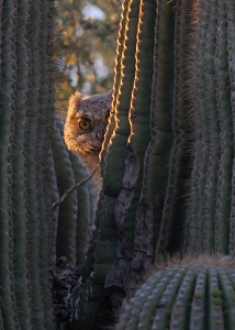 April 20, 2012<br>North Phoenix, AZ<br>Great Horned Owl