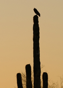 April 20, 2012<br>North Phoenix, AZ<br>Great Horned Owl