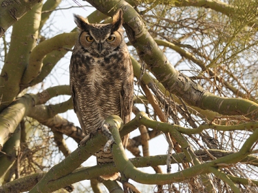 February 7, 2013<br>North Phoenix, AZ<br>Great Horned Owl
