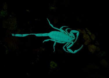 March 18, 2013<br>Dead scorpion under UV light.