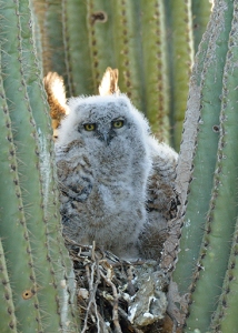 April 3, 2013<br>North Phoenix, AZ<br>Great Horned Owl