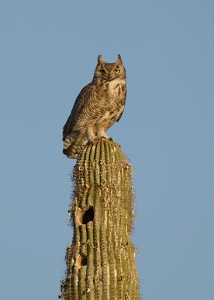 May 15, 2013<br>North Phoenix, AZ<br>Great Horned Owl