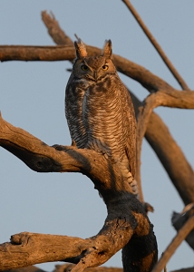 January 8, 2014<br>North Phoenix, AZ<br>Great Horned Owl