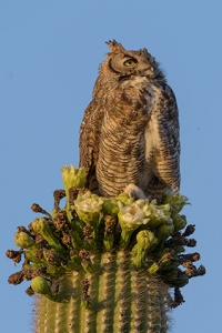 Great Horned Owl<br>May 22, 2016