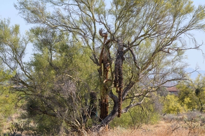 May 13, 2020<br>How unusual!   A large Saguaro died some years ago and is rotting, but this Palo Verde tree is holding up the skeleton.<br><br>It's ironic because a Saguaro needs to spend it's first 5 years growing in the shade of a Palo Verde tree.  Eventually the tree grows old and dies, leaving the cactus alone in the sun.  Here another Palo Verde tree must have grown up next to the mature cactus, eventually outliving it.   From cradle to grave...