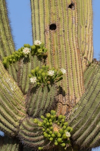 May 13, 2020<br>Halfway up that nest cactus is a nice set of flowers blooming.