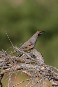 May 13, 2020<br>While photographing the owl, a Gambel's Quail perched on the other side of the tree and started chirping at the owl.