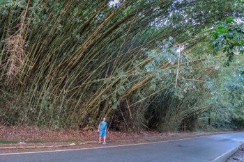 There is a lot of very large bamboo in Puerto Rico<br>December 7, 2015