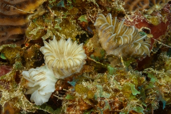 Smooth Flower Coral, St Croix<br>December 14, 2015