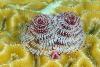 Christmas Tree Worm, St Croix<br>December 14, 2015