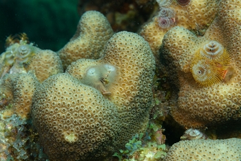 Christmas Tree Worms, St Croix<br>December 14, 2015