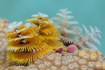 Christmas Tree Worms, St Croix<br>December 14, 2015