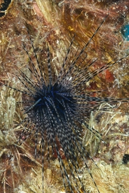 Long-Spined Urchin, St Croix<br>December 14, 2015