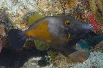 Diving in Antigua - Whitespotted Filefish<br>December 15, 2015