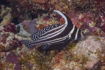 Spotted Drum, Antigua<br>December 15, 2015
