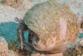 White Speckled Hermit Crab, Antigua<br>December 15, 2015