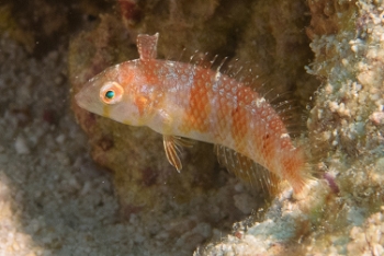 Green Razorfish, Antigua<br>December 15, 2015