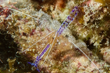 Pederson Shrimp, Antigua<br>December 15, 2015
