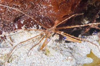 Yellowline Arrow Crab, Antigua<br>December 15, 2015
