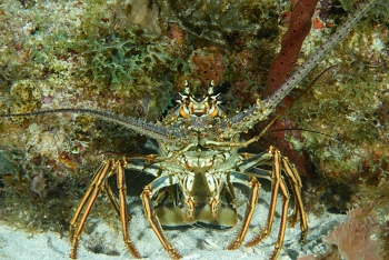 Caribbean Spiny Lobster, Antigua<br>December 15, 2015