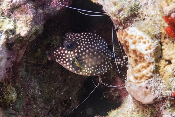 Smooth Trunkfish at a shrimp cleaning station, St Lucia<br>December 16, 2015