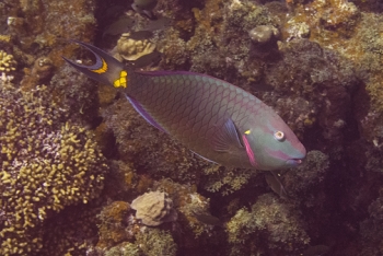 Stoplight Parrotfish, St Lucia<br>December 16, 2015