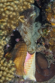 Octopus eating Queen Conch, St Lucia<br>December 16, 2015